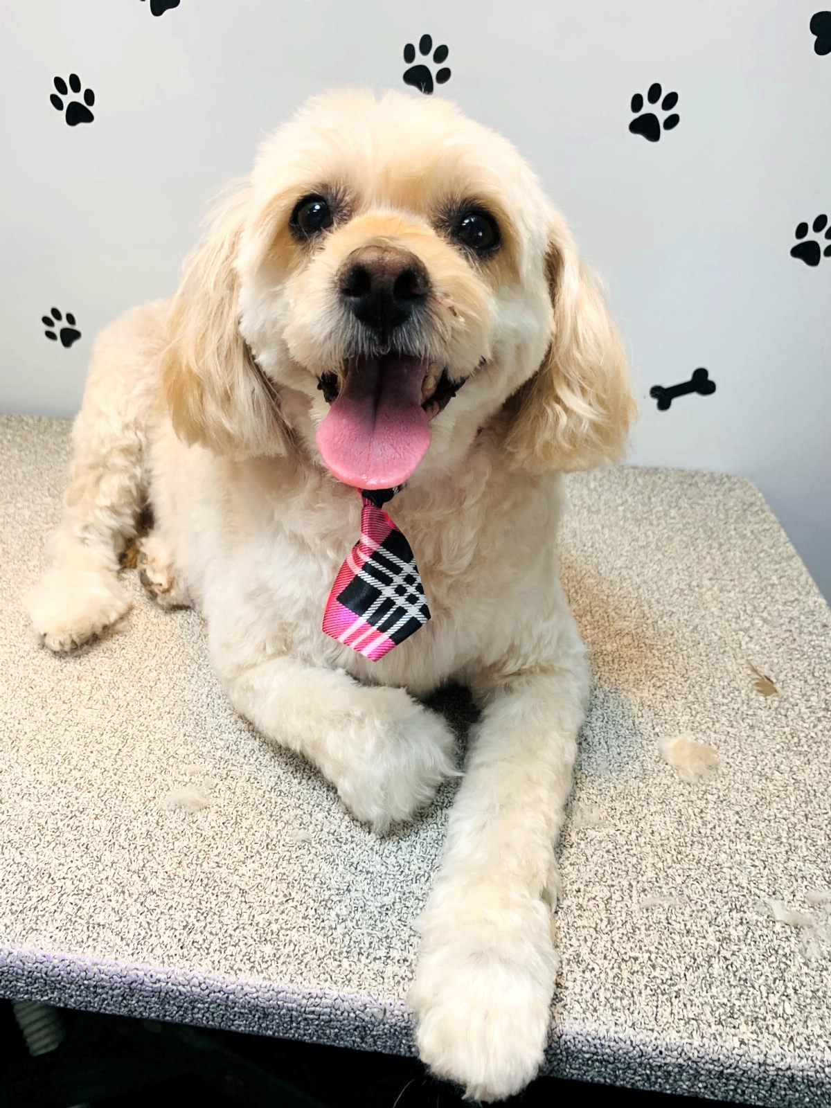 A small, light-colored dog with a plaid tie sits on a grooming table, ready for mobile dog grooming, with black paw and bone prints decorating the wall behind.